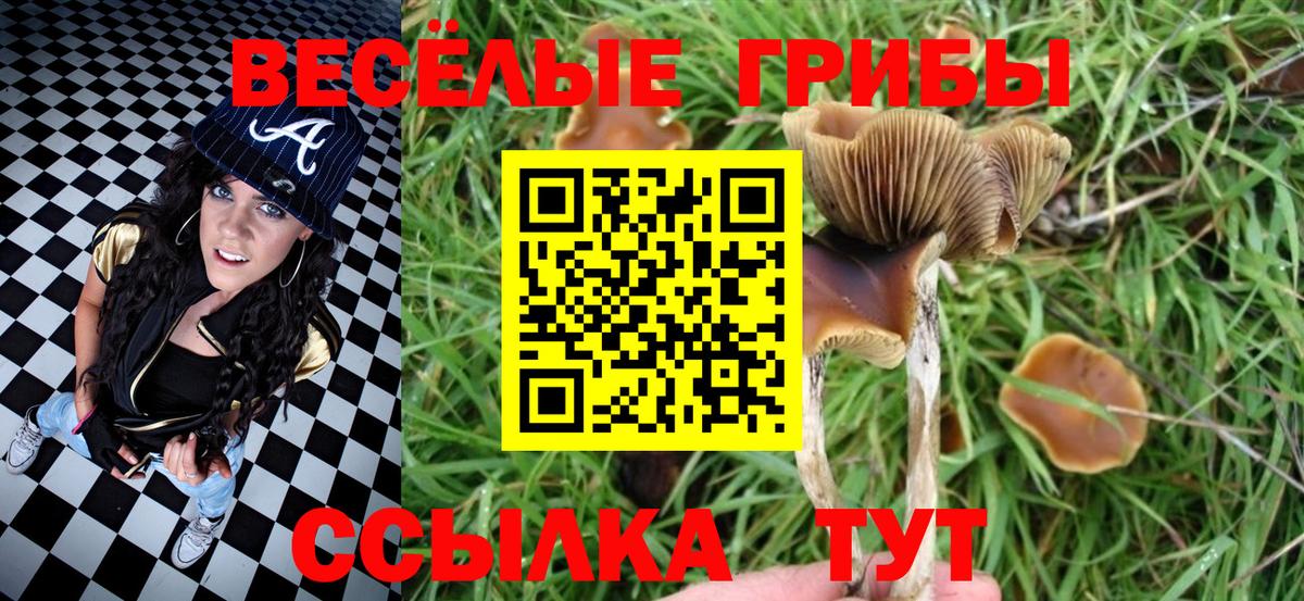 Псилоцибиновые грибы Psilocybe Сызрань